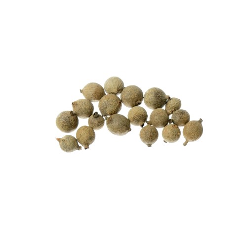 GOURI FRUIT.jpg