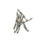 KANCHAN SPRING WHITE WASHED