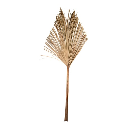 BURITI LEAVE.jpg