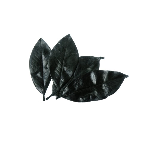 MAGNOLIA LEAVE.jpg