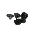 LOTOS MDM - BLACK.jpg