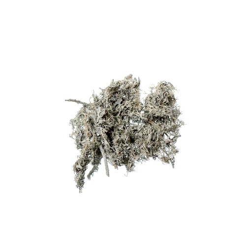 GREY MOSS - WHITE WASHED.jpg