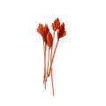 MINI PALM SPEAR - POMARAŃCZOWY.jpg