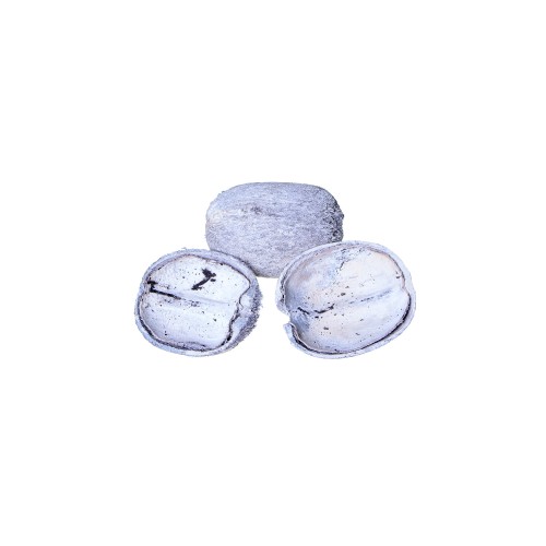 PALM POD ROUND CUT - WHITE WASHED.jpg