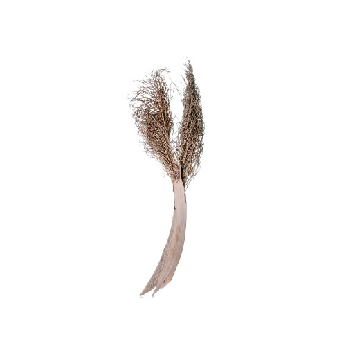 PALM JHAT - NATURE.jpg