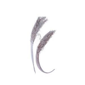 PALM JHAT / KHAJUR JHAR - WHITE WASHED