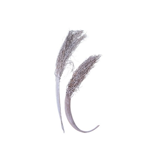 PALM JHAT - WHITE WASHED.jpg