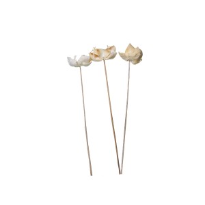 PALM CUP STICK BLD