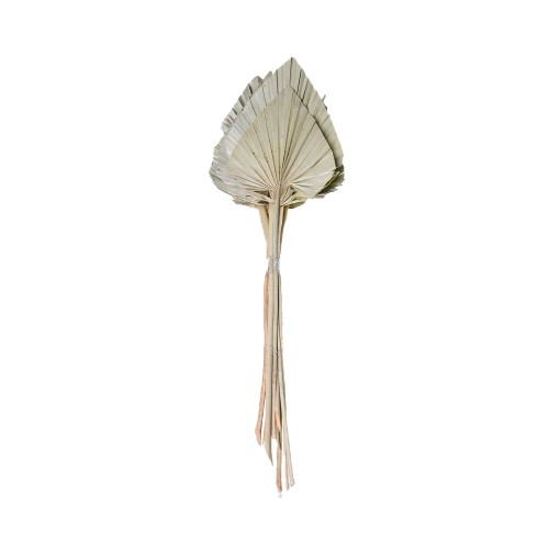 PALM SPEAR - NATURE.jpg