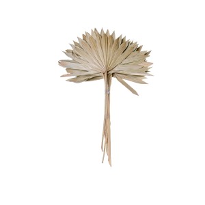 PALM SUN SPEAR