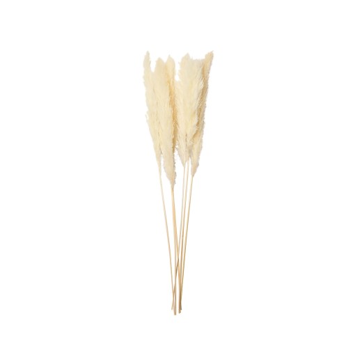 PAMPAS.jpg