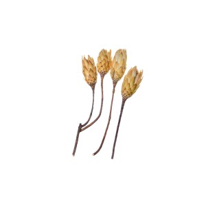 PROTEA REPENS CREAM