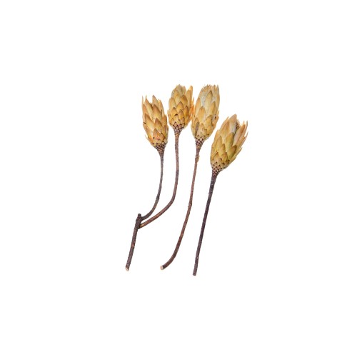 PROTEA REPENS CREAM.jpg
