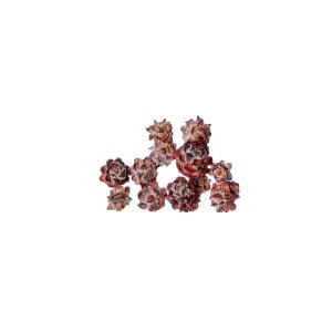 PUBESCENS