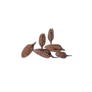 THUJA POD SMALL