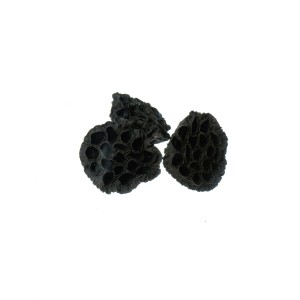 LOTOS LARGE BLACK