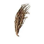 COCO BRANCH