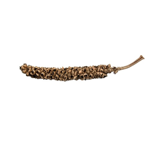 CACHO COCO.jpg