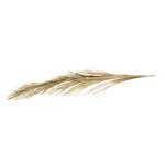 CACHO COCO PALM