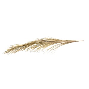 CACHO COCO PALM