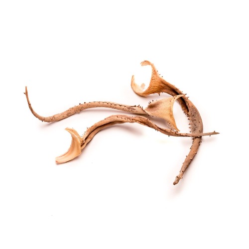 ALOES_.jpg