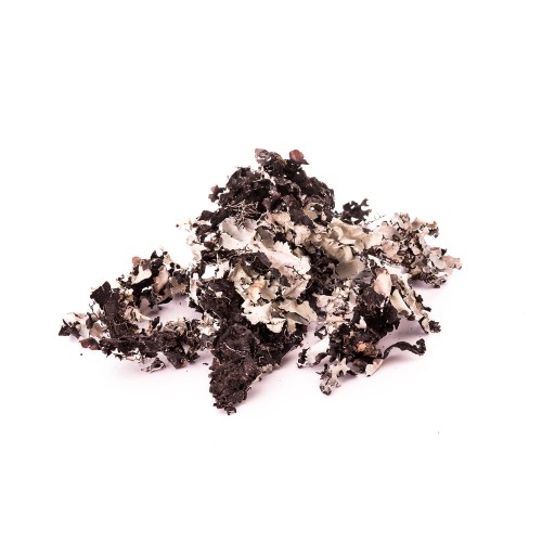 BLACK MOSS.jpg