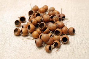 KUCHILA