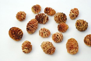 STRICTUM
