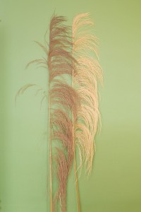 UVA
