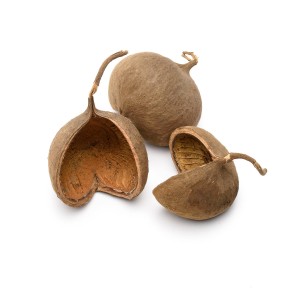 BUDDA NUT
