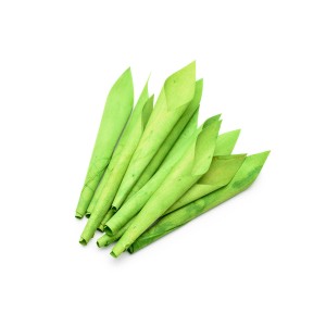 CALLA COLOR 18cm