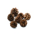 PINE FRUIT : CONE (2).jpg