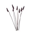 CANE CONE - BRĄZOWY.jpg