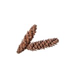 STROBUS BROWN-WHITE WASHED 10cm - 25cm