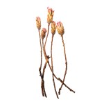 PROTEA COMPACTA PINK 10cm x 3cm