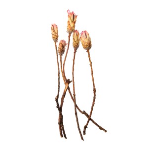 PROTEA COMPACTA PINK 10cm x 3cm