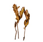 PROTEA COMPACTA PINK LEAF 10cm x 3cm