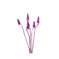 CANE CONE - PURPUROWY : PURPLE.jpg