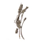 OAK MOSS WHITE WASHED
