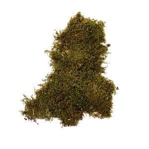 FLAT MOSS NATURE