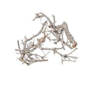 PINAR BONSAI WHITE WASHED