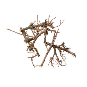 PINAR BONSAI 