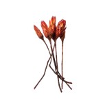 PROTEA REPENS RED 3cm x 10cm