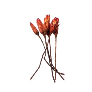 PROTEA REPENS RED 3cm x 10cm