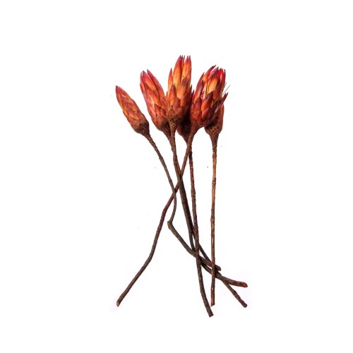 PROTEA REPENS RED.jpg