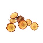 PROTEA SUSANNAE CREAM HEADS 3cm - 4cm
