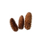 RYE CONE