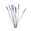 CANE SPRING - FIOLETOWY.jpg