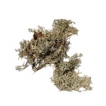 MECH / GREY MOSS