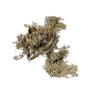 MECH / GREY MOSS